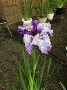 東京花菖蒲会の展覧会開催中です