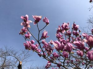 桜は千代田区の花、今年は楽しめそう⁈