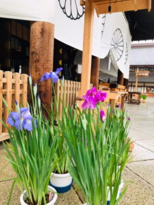 第58回「奉納 花菖蒲展」のお知らせ