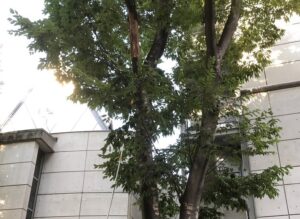 枯れ木を取り除いてほしい